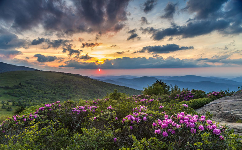 sunset in the mountains with wildflowers